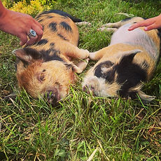 Mobile Petting Zoo, Petting Zoo Seattle, Corporate Events, Kids Birthday, Kids Party, Seattle Parents, Seattle Moms, Seattle Kids, Seattle Children, Animal Experiences, Animal Encounters, Plucky Palomino, Plucky Palomino Petting Zoo, Face Painting, Face Painting Seattle, Kids Activities Seattle, Kids Entertainment, Kids Party Entertainer