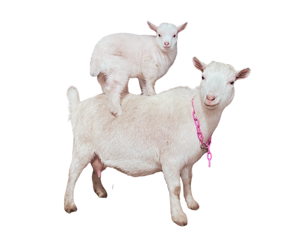 Untitled design(6).png