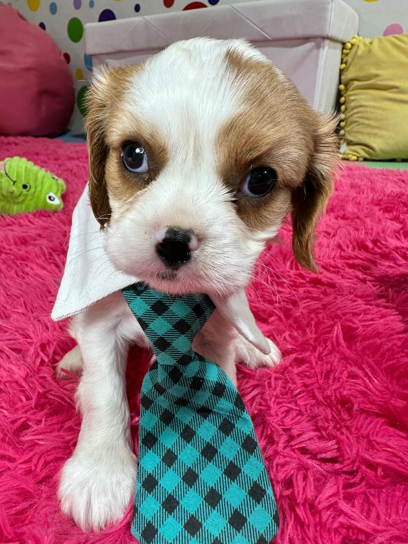 Johnny pup