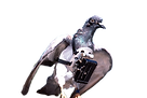 Pigeon%20spy%20camera_edited.png