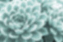 succulent-4453152_1280.jpg