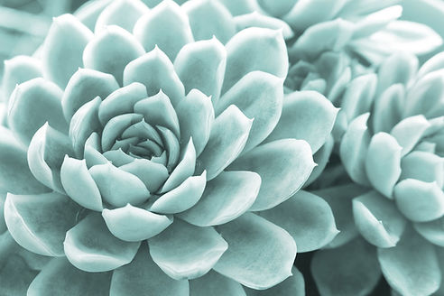 succulent-4453152_1280.jpg