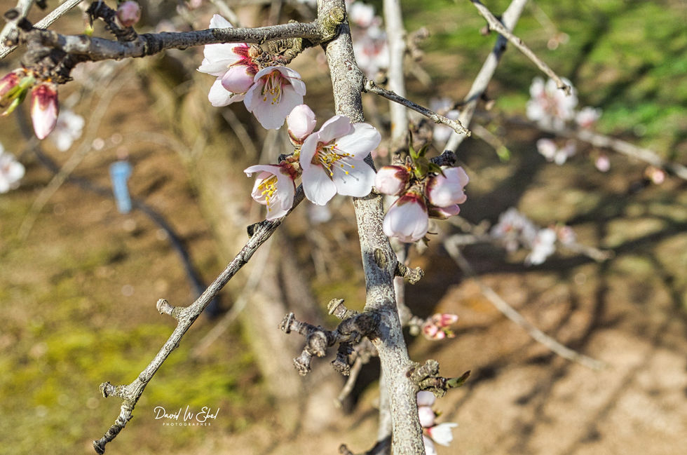 Budding Almond Branches