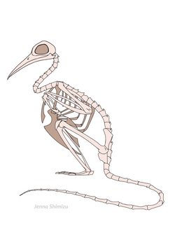 Madagascar Hoopoe + Ring-Tailed Lemur