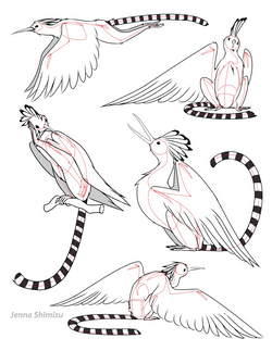 Madagascar Hoopoe + Ring-Tailed Lemur