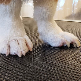 dog nail appointment cincinnati northern kentucky