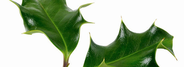 mistletoe.jpeg
