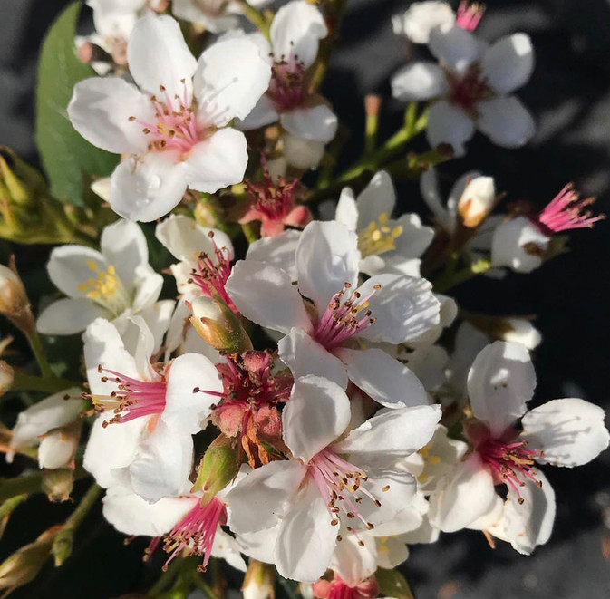 Gold Coast Plant Nursery Barellan Nursery Coomera