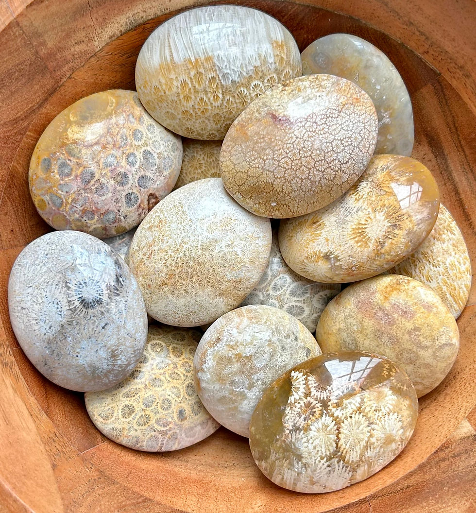 Natural fossil coral palmstone