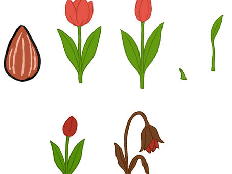 Preliminary work: The growing Tulip