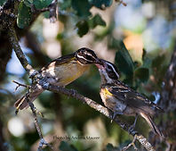 Andrew's Grosbeak.jpeg