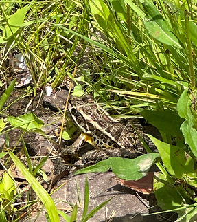 Small brown frog camouflaged in green grass and leaves.