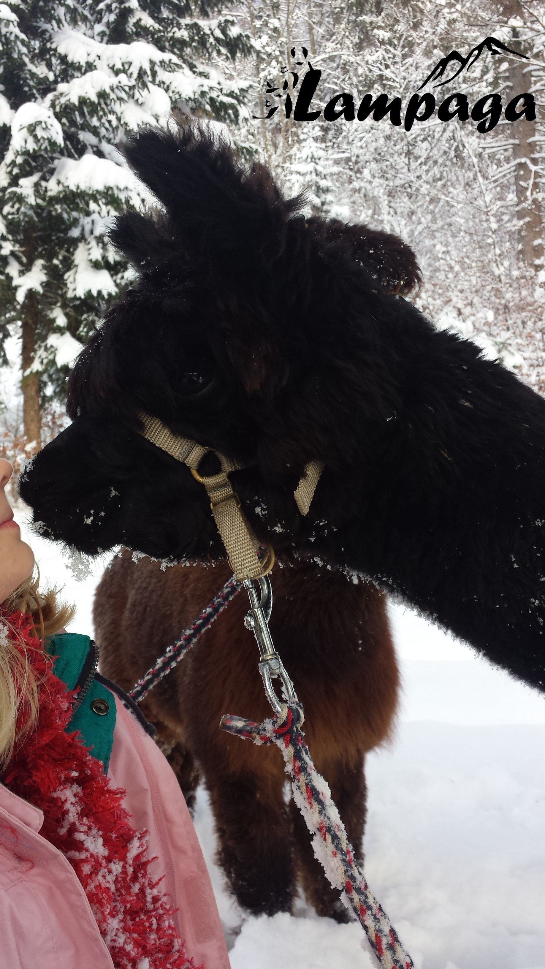 bizoo de neige