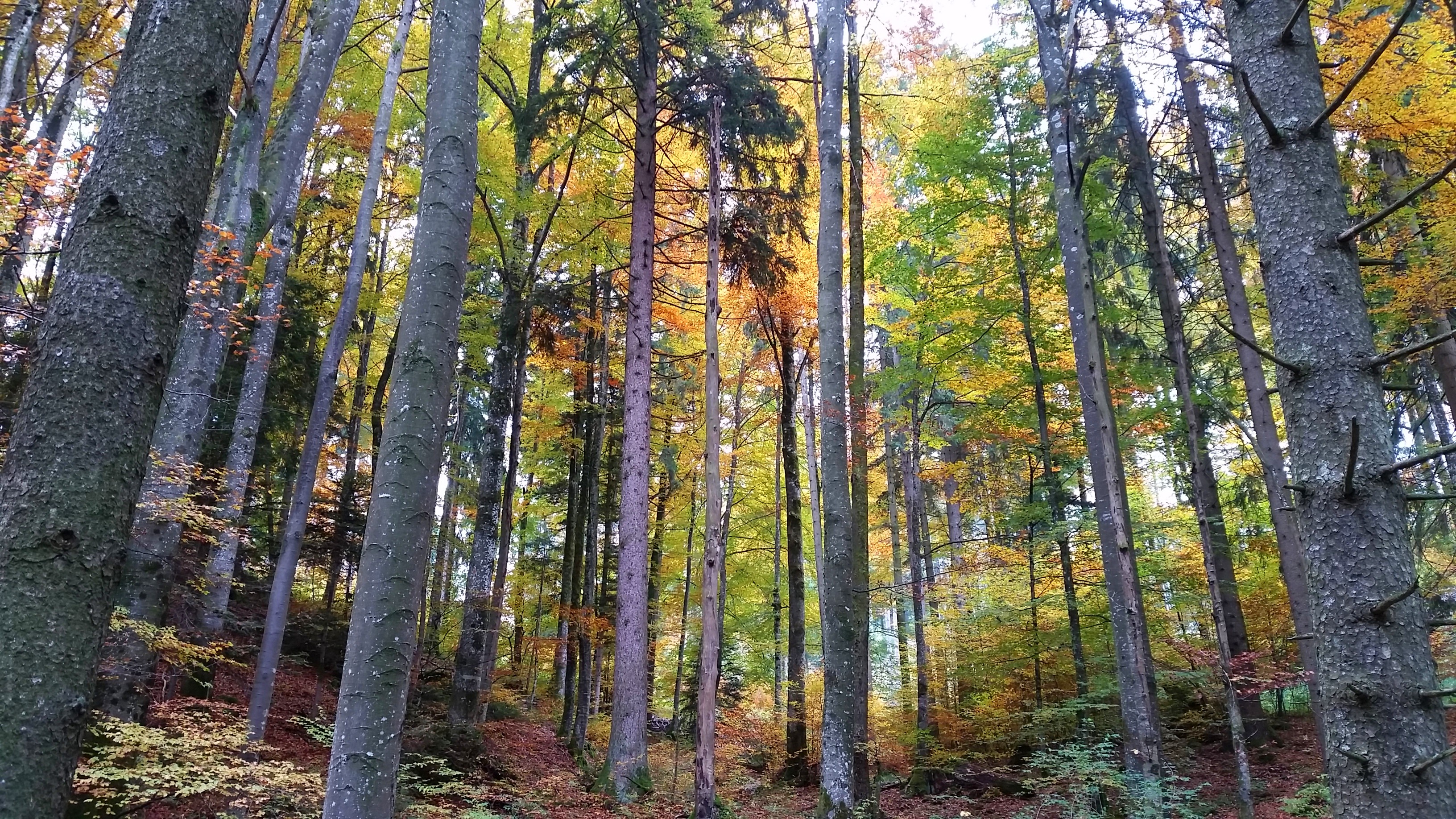 Respirer la forêt