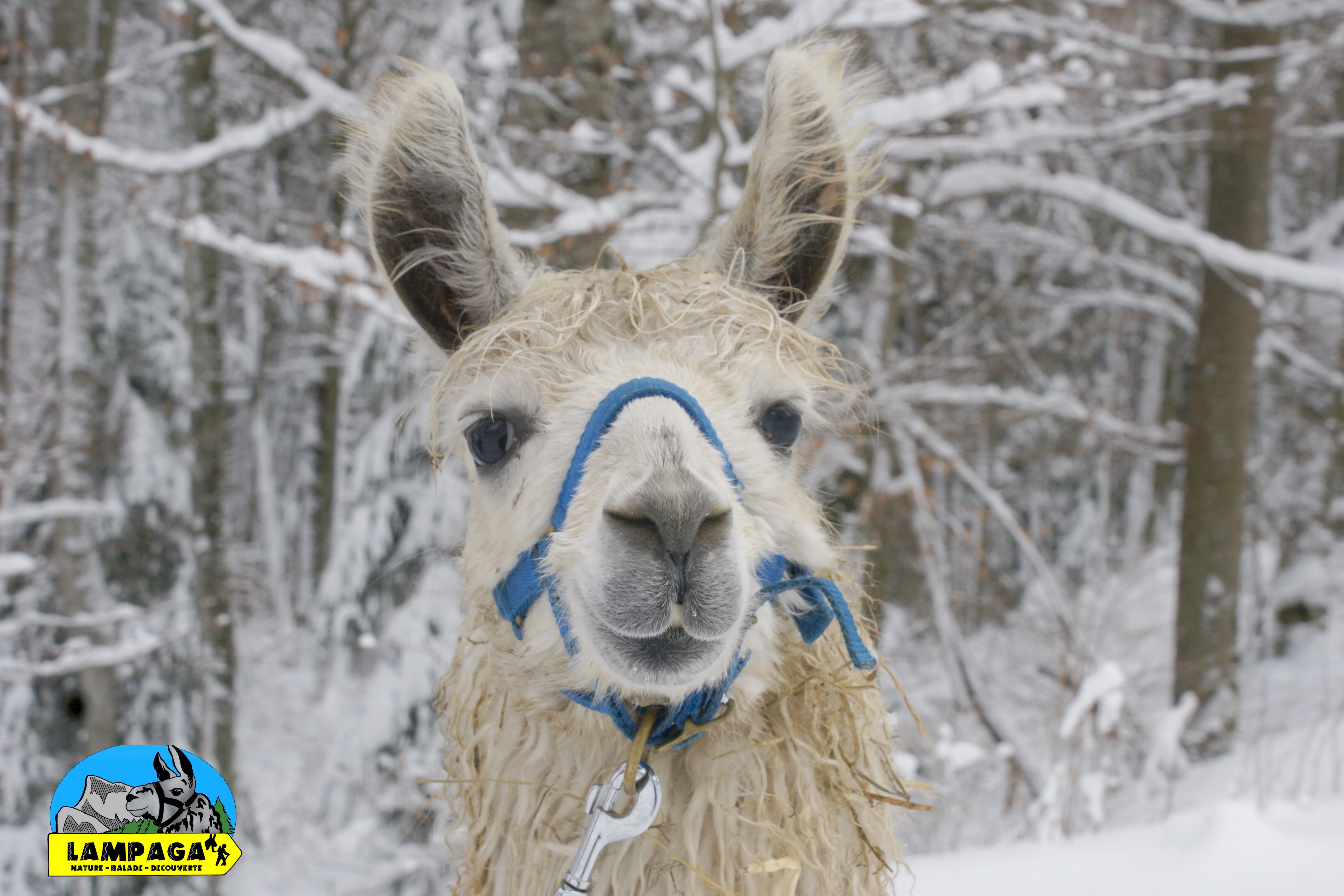 on aime la neige très tôt ici