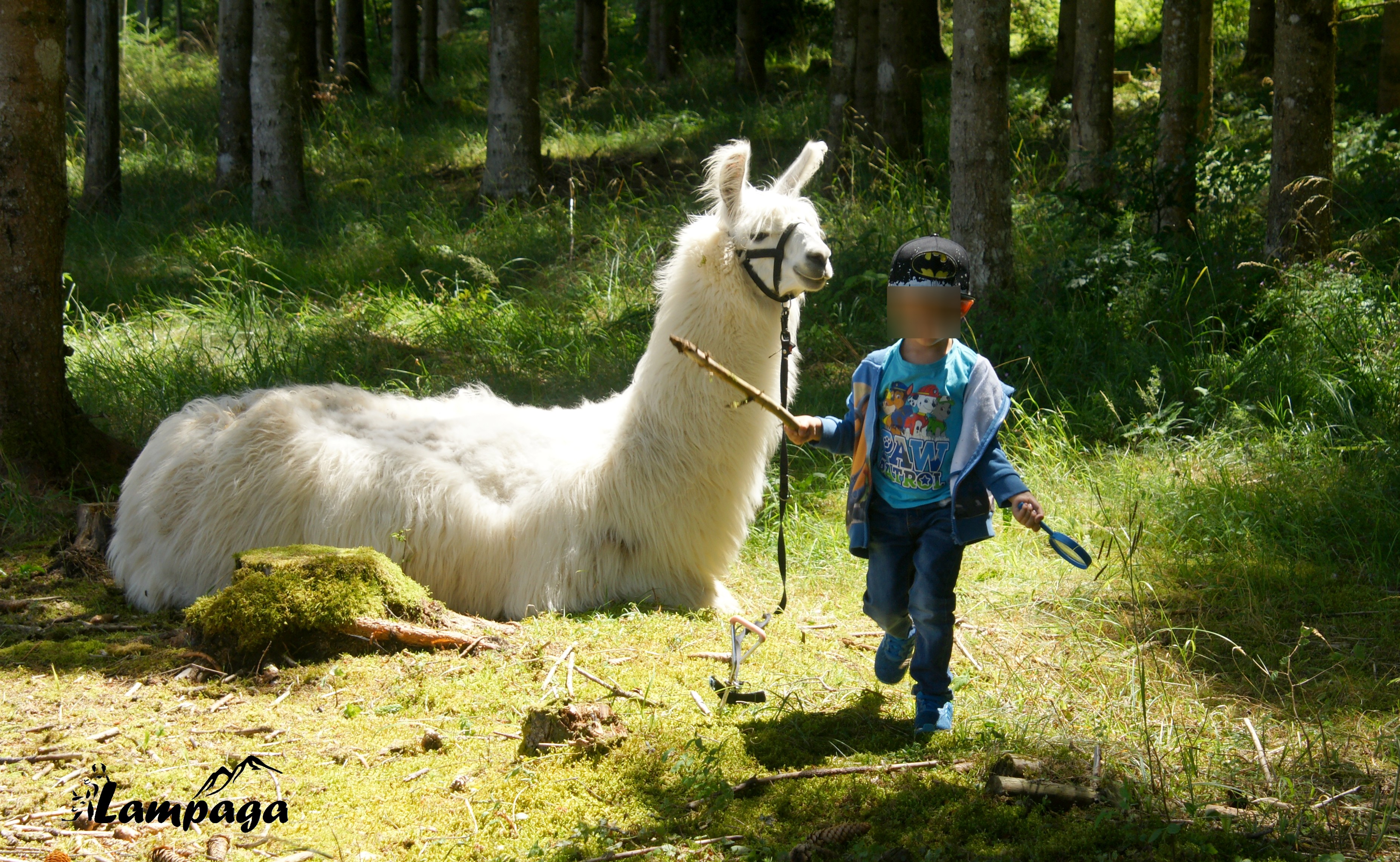 Pause en forêt