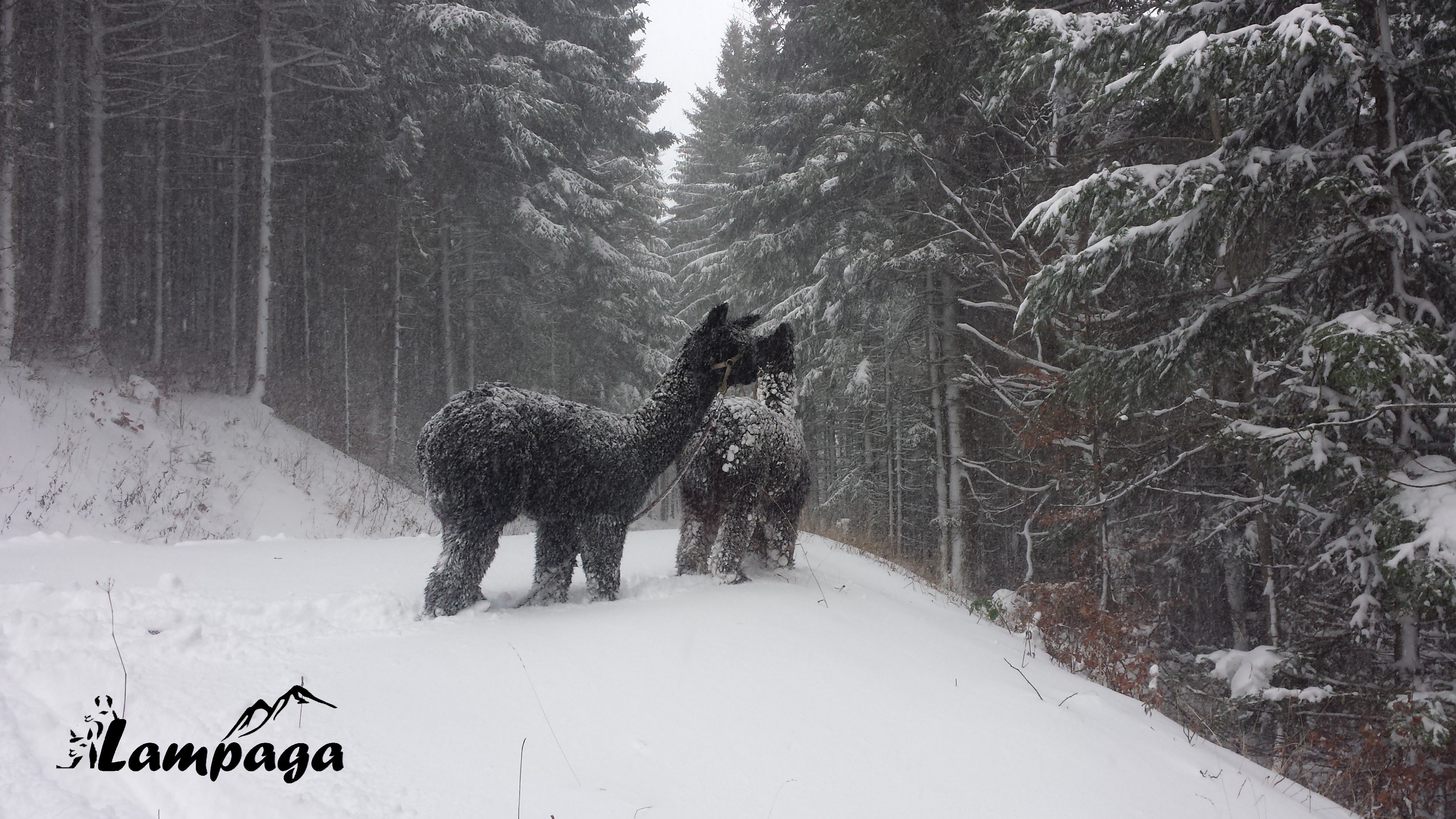 Plaisir d'hiver