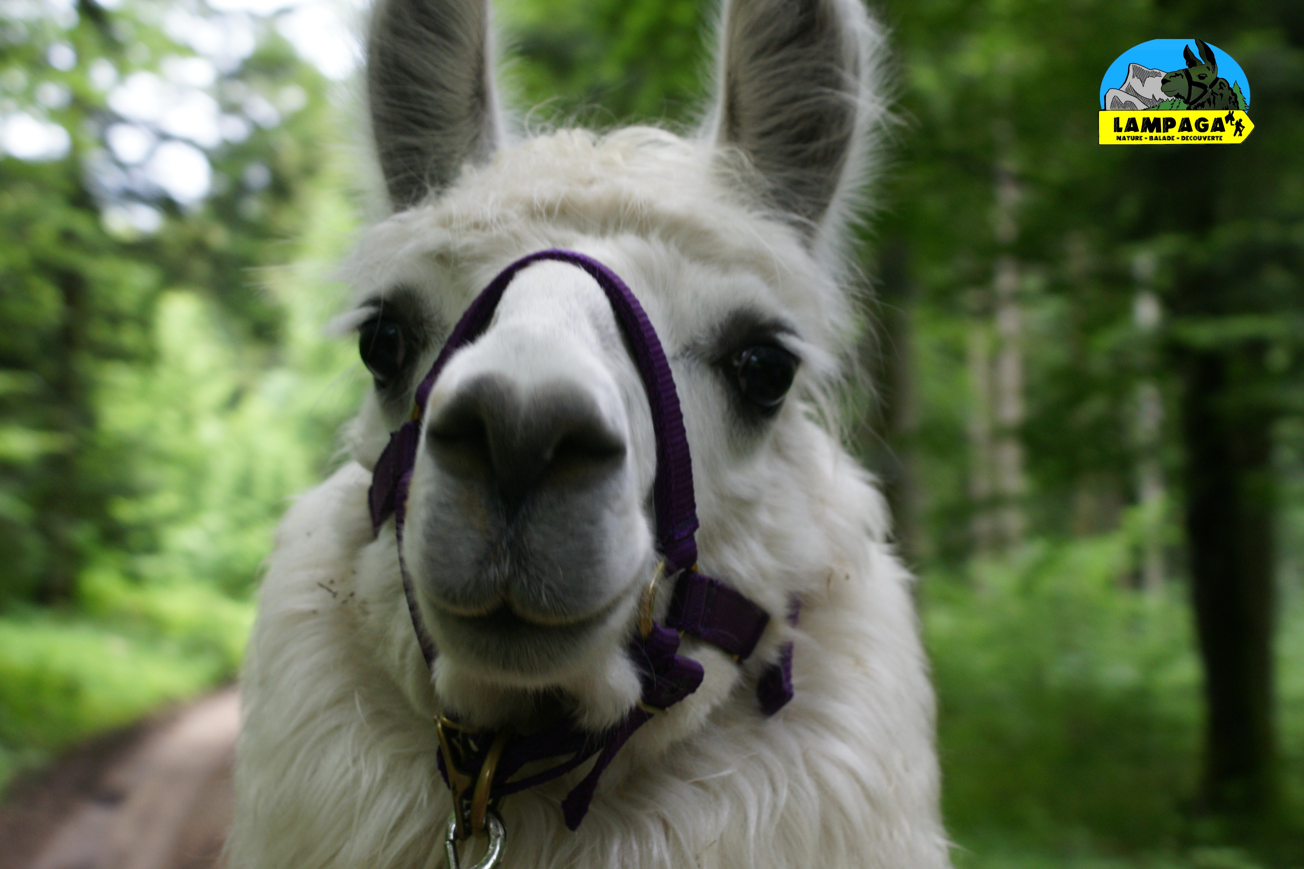 Notre jeune lama