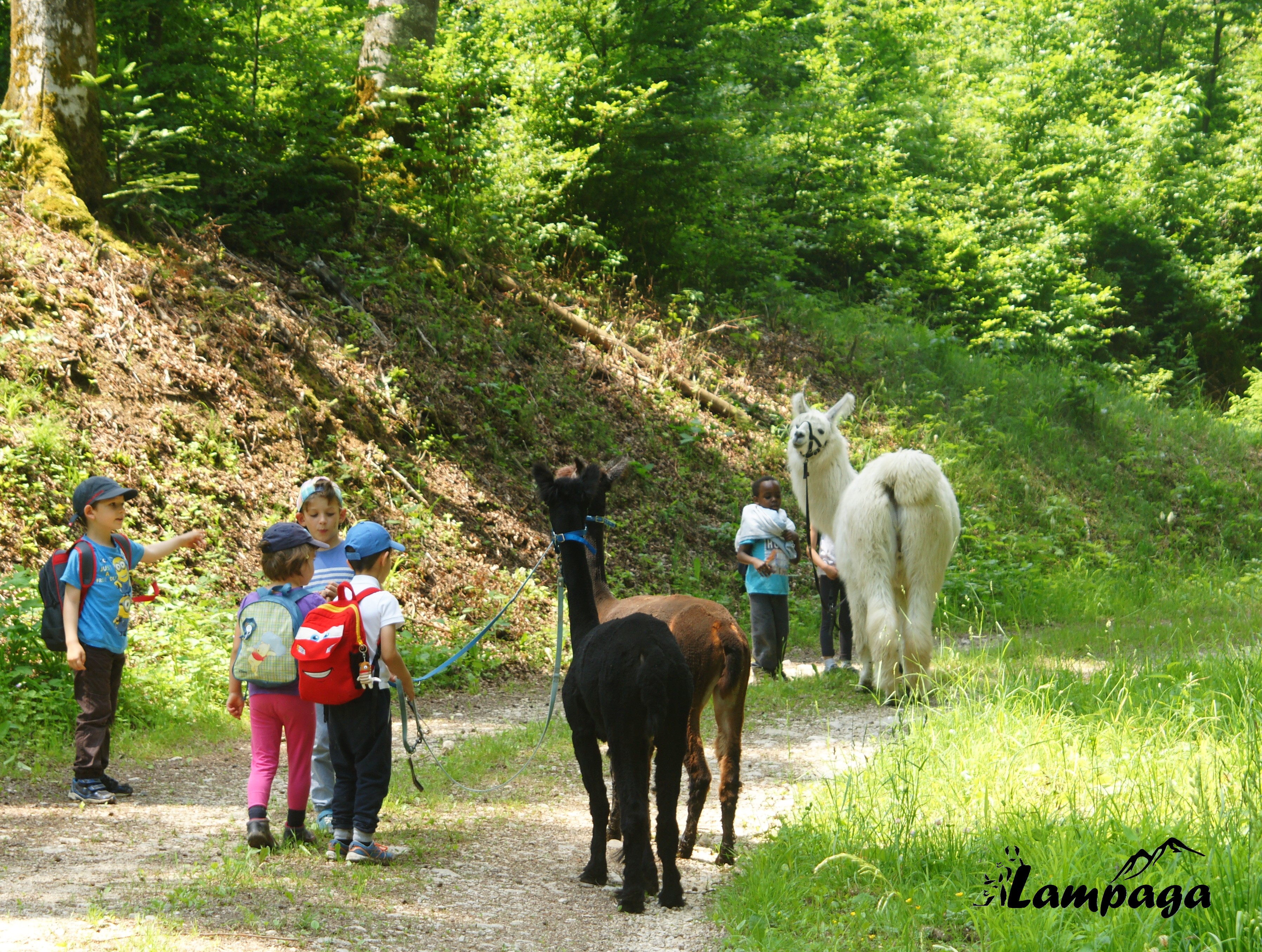 Apprendre la Force d'un groupe