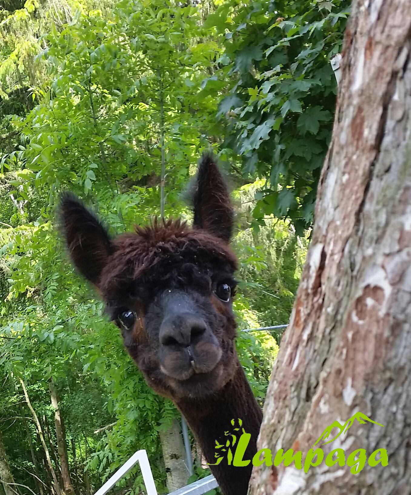 notre petit Roi