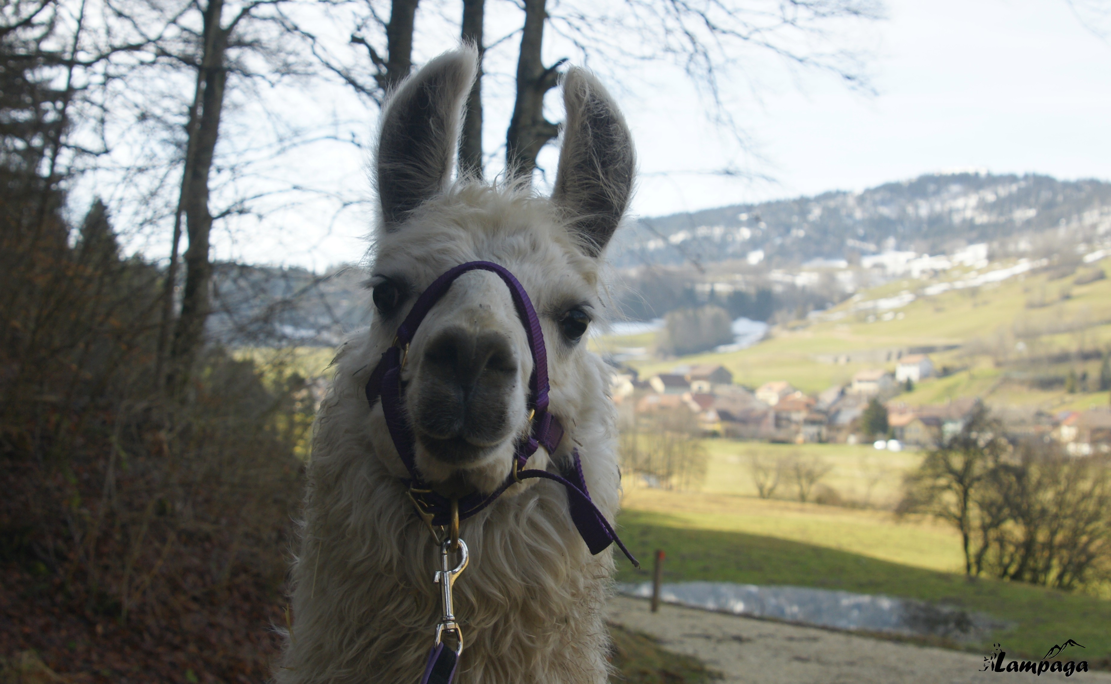 Notre ptit nouveau..très jeune lama