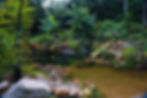 Natural Swim Ponds