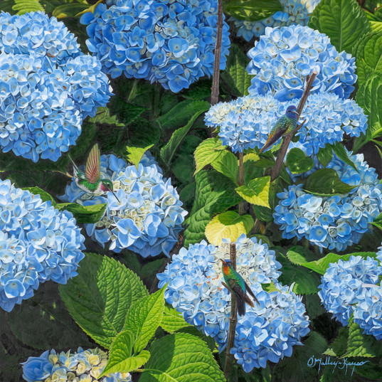 Hydrangeao.jpeg