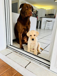 Coda and Winston.jpeg