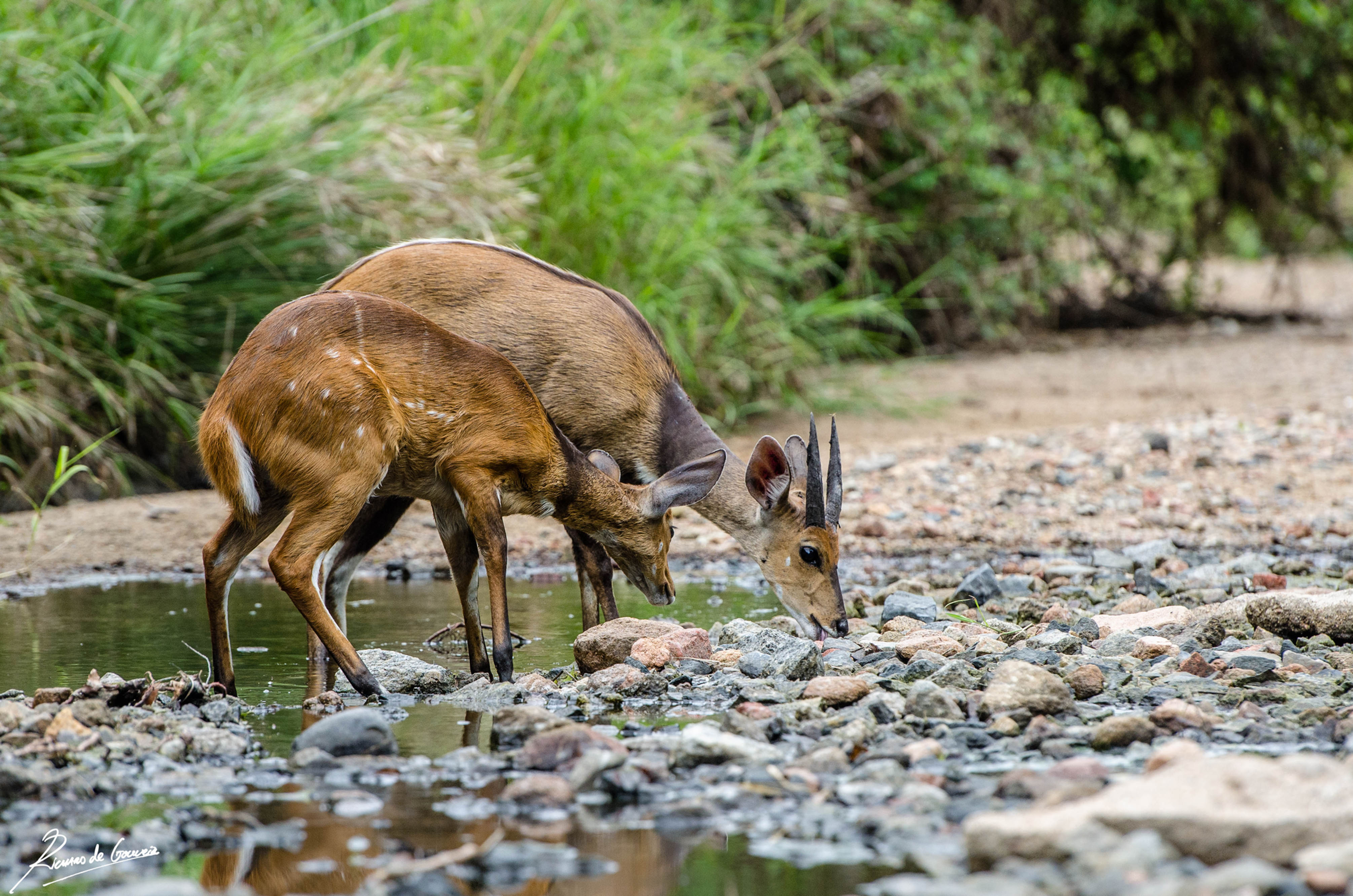 Bush Buck Beauty