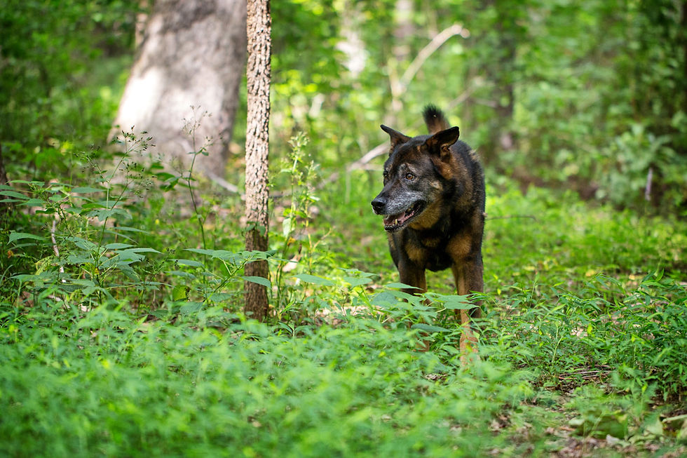 The Hidden Links: How Weight, Neutering, and Age Shape OA Risk