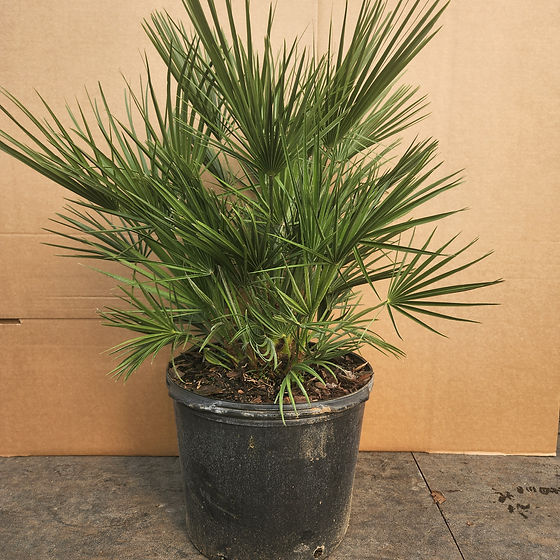 Shop | North East Ohio Palm Trees: Cold Hardy Palm Trees For Sale