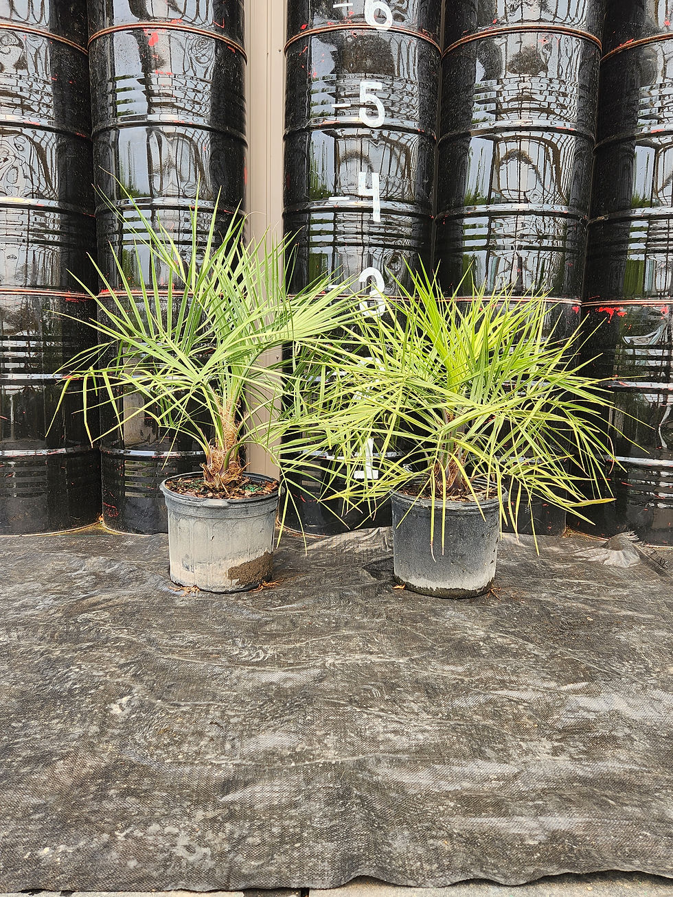 Thumbnail: Pindo Palm 7 Gallon