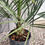 Thumbnail: Pindo Palm 3 Gallon