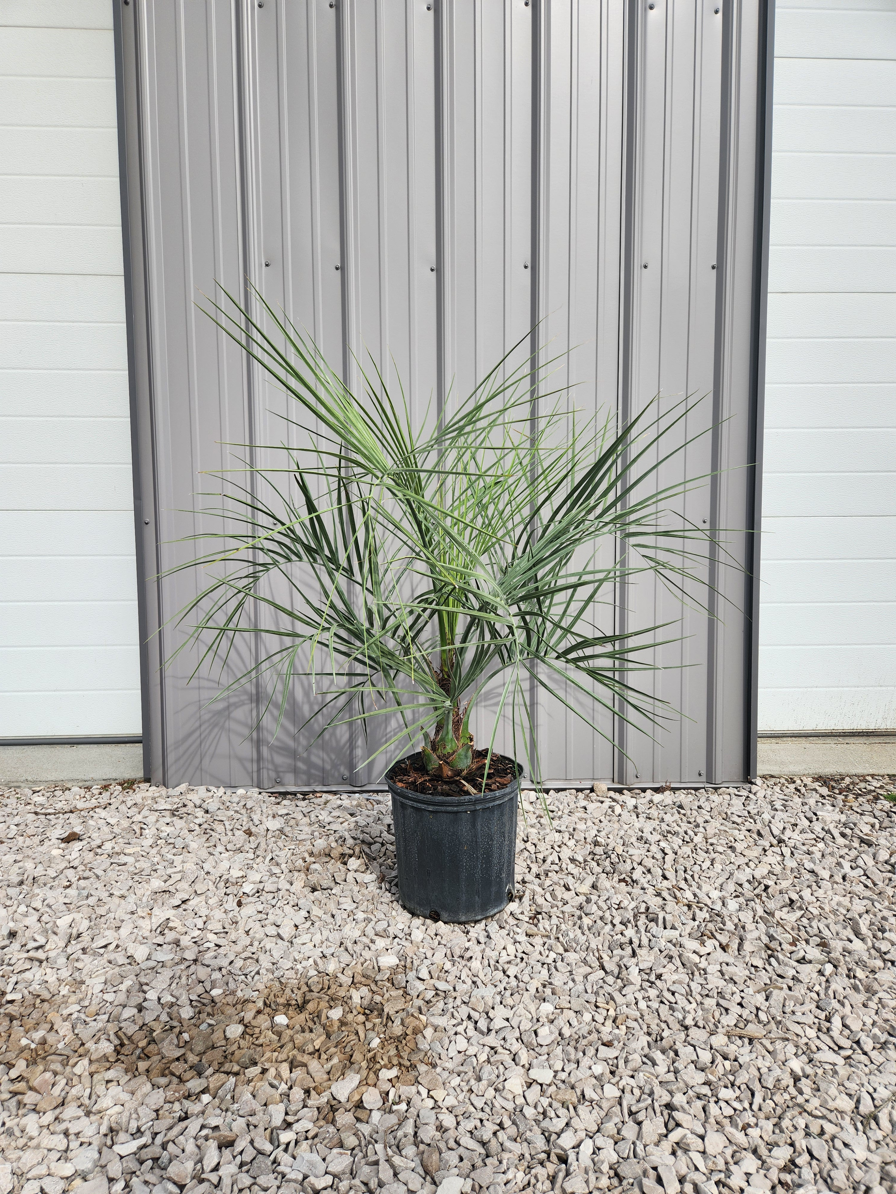 Pindo Palm 3 Gallon