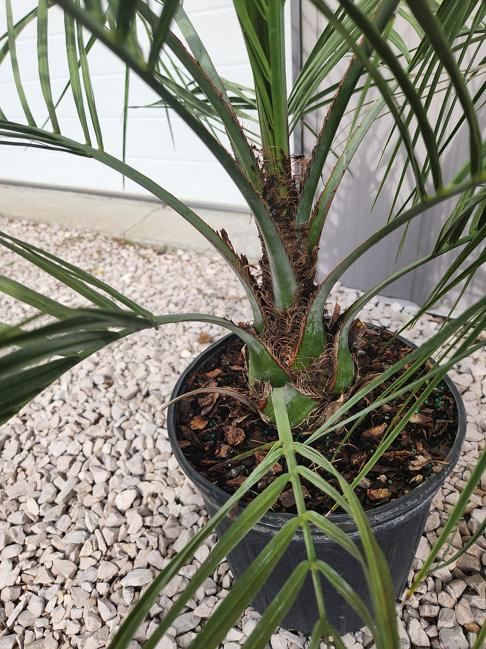 Thumbnail: Pindo Palm 3 Gallon