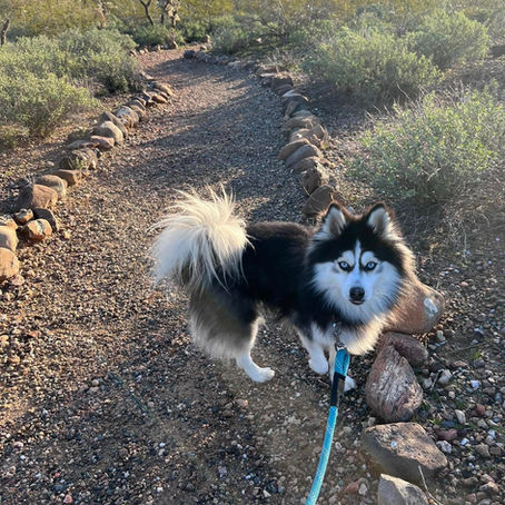 Ultimate Guide to Pomsky Puppies: From Selection to Raising Your Furry Friend