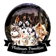 platinum pomskies mountain dog husky