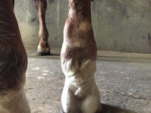 Les molettes chez le cheval : Comprendre, prévenir et soulager