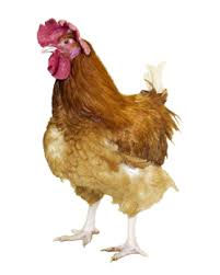 Miniature : POULETS SUR PIEDS