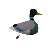duck.gif