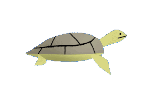 turtle.gif