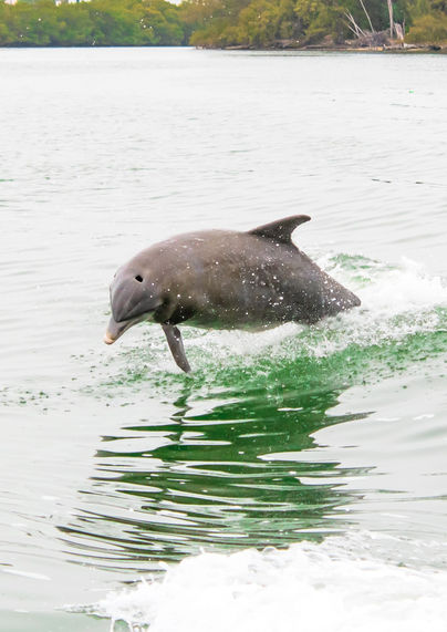 Dolphin jumping out of water.