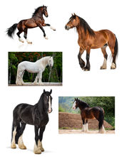 HorseReferences_McLaughlin