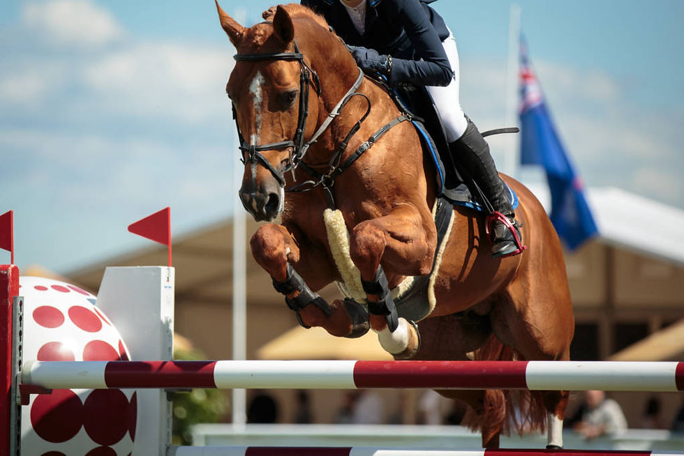 Showjumper2.jpg