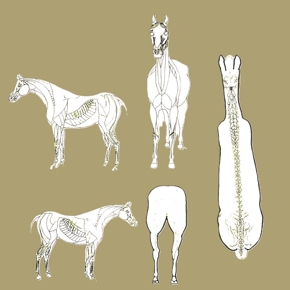 EquineForm.png