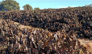 A vast field of crops shows severe damage, with leaves wilting and drying, likely due to recent droughts and frosts.