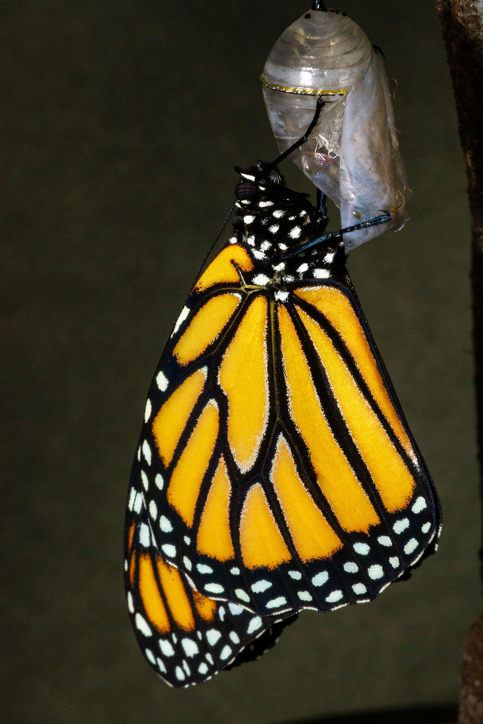 Hypnosis helps you emerge from the cocoon of old habits into freedom. Photo by Joshua J. Cotten on Unsplash