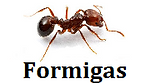 Formigas
