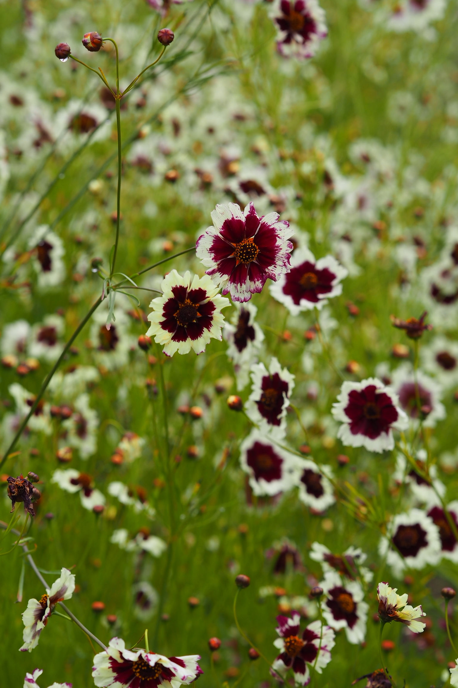 Coreopsis 'Incredible Swirl'