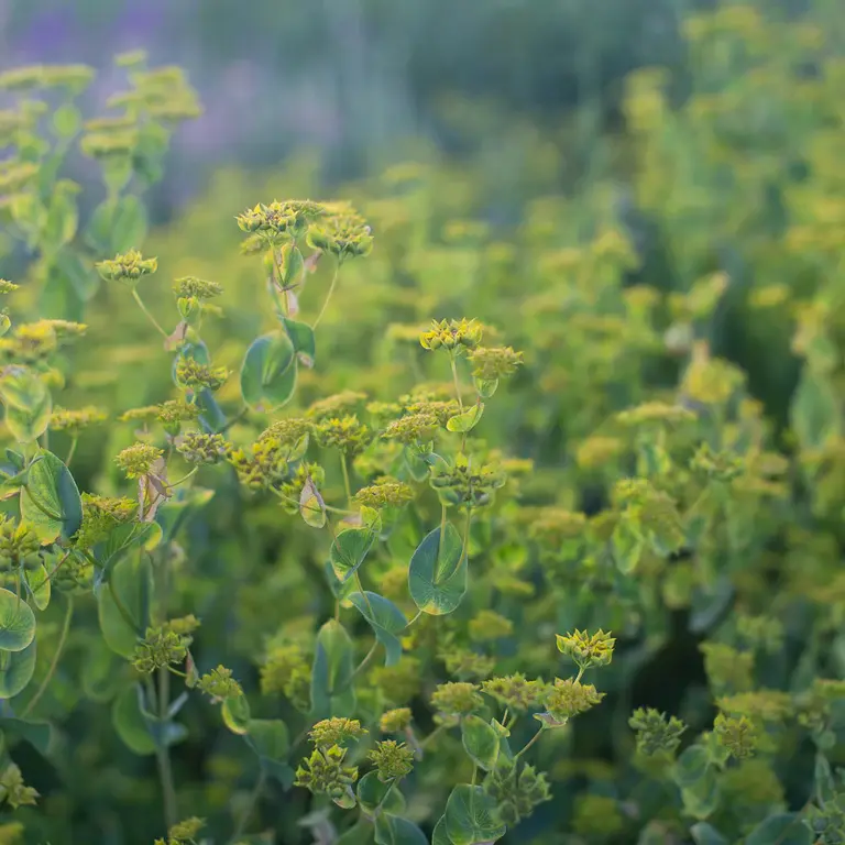 Bupleurum rotundifolium 'Griffithii'
